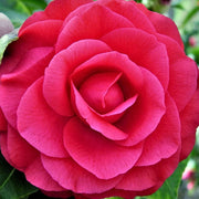 CAMELLIA JAPONICA RED RED ROSE Sydney's Plant Market